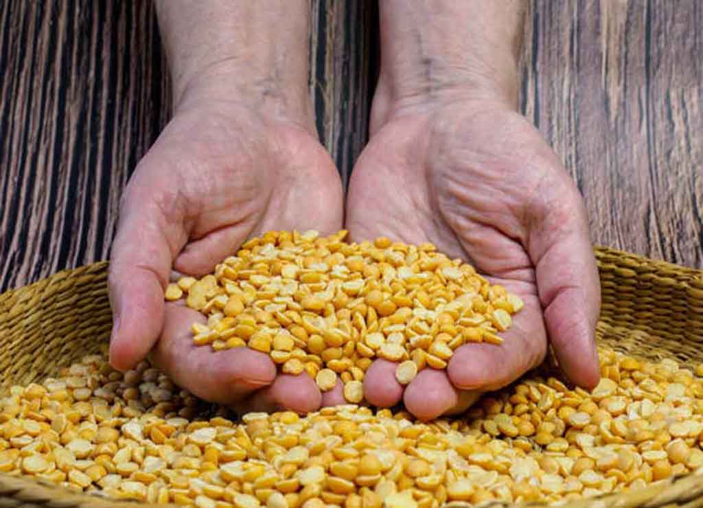 تصویر لپه در دست فرد تصویر لپه در دست فرد